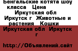 Бенгальские котята шоу класса › Цена ­ 30 000 - Иркутская обл., Иркутск г. Животные и растения » Кошки   . Иркутская обл.,Иркутск г.